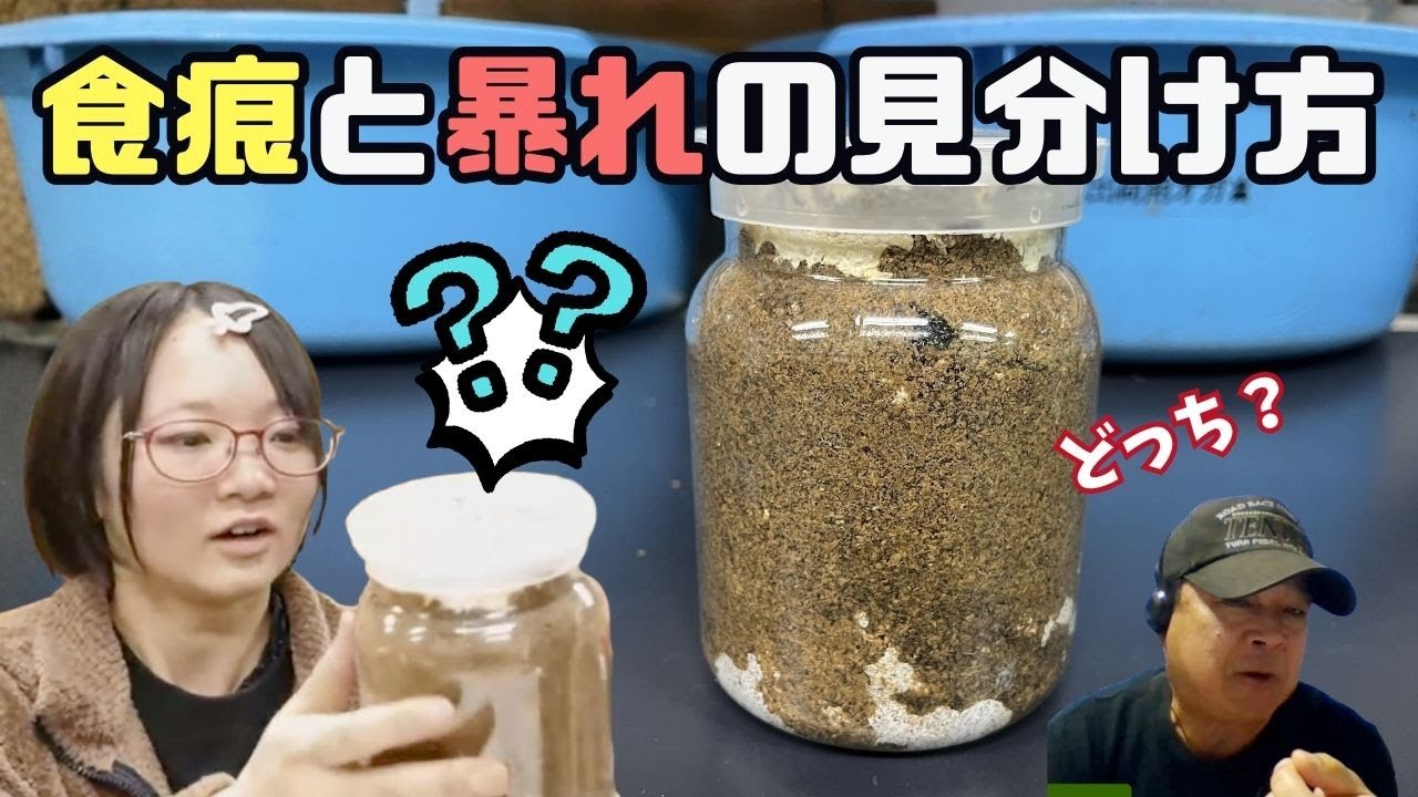 幼虫の食痕と幼虫の暴れの見分け方！この状態で菌糸ビン交換してもいい？｜【クワカブ広場】名人Shihoのクワカブ相談室！広場会員は無料で配信中！〈11月/46号〉　#カブトムシ #クワガタ #飼育方法