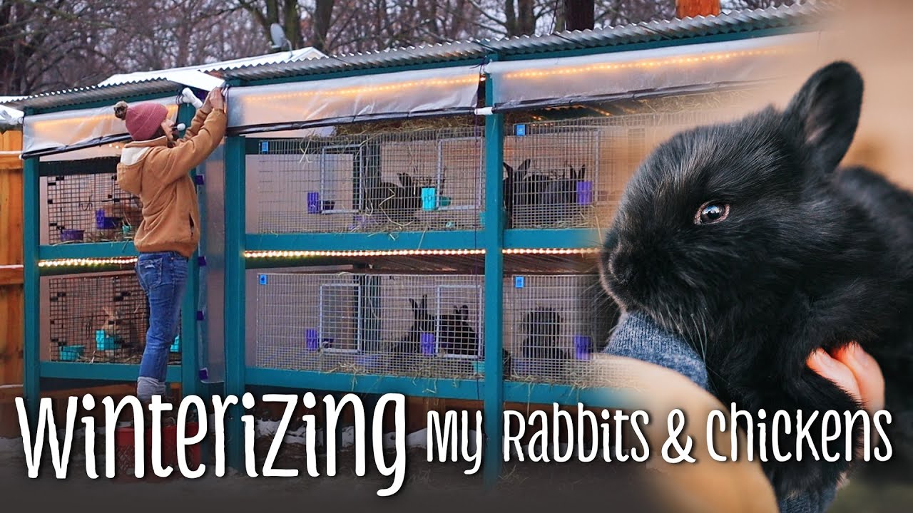 Winterizing my rabbits & chickens - DIY clear plastic drop curtain