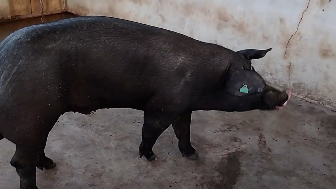 Aprenda o MANEJO correto do Barrão (Reprodutor Suínos) e + um pouco de prosa...
