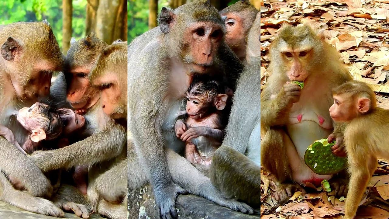 Lovely monkey family is sharing love to each other, They so sweet.