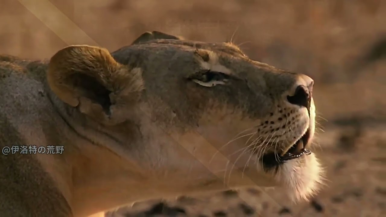 The Legendary Lion Caesar: A Tale of Power and Survival 狮王凯撒