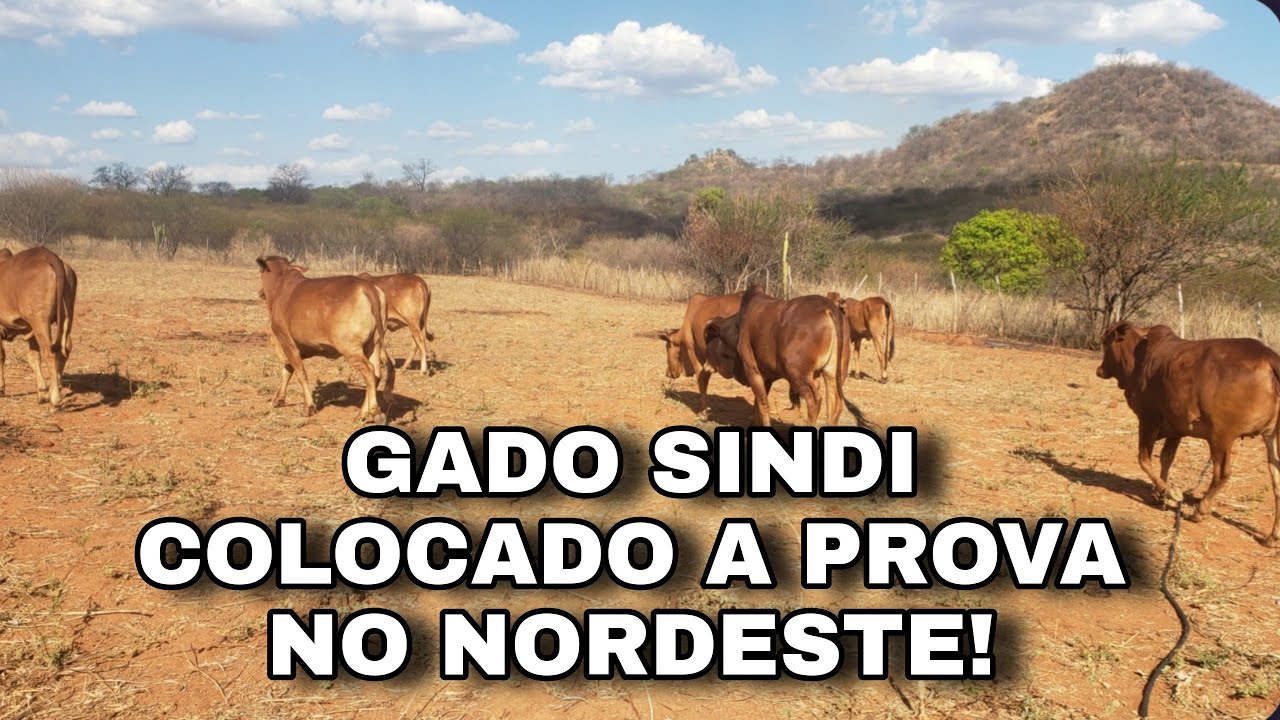 Gado SINDI colocado a prova no Semiárido  Nordestino