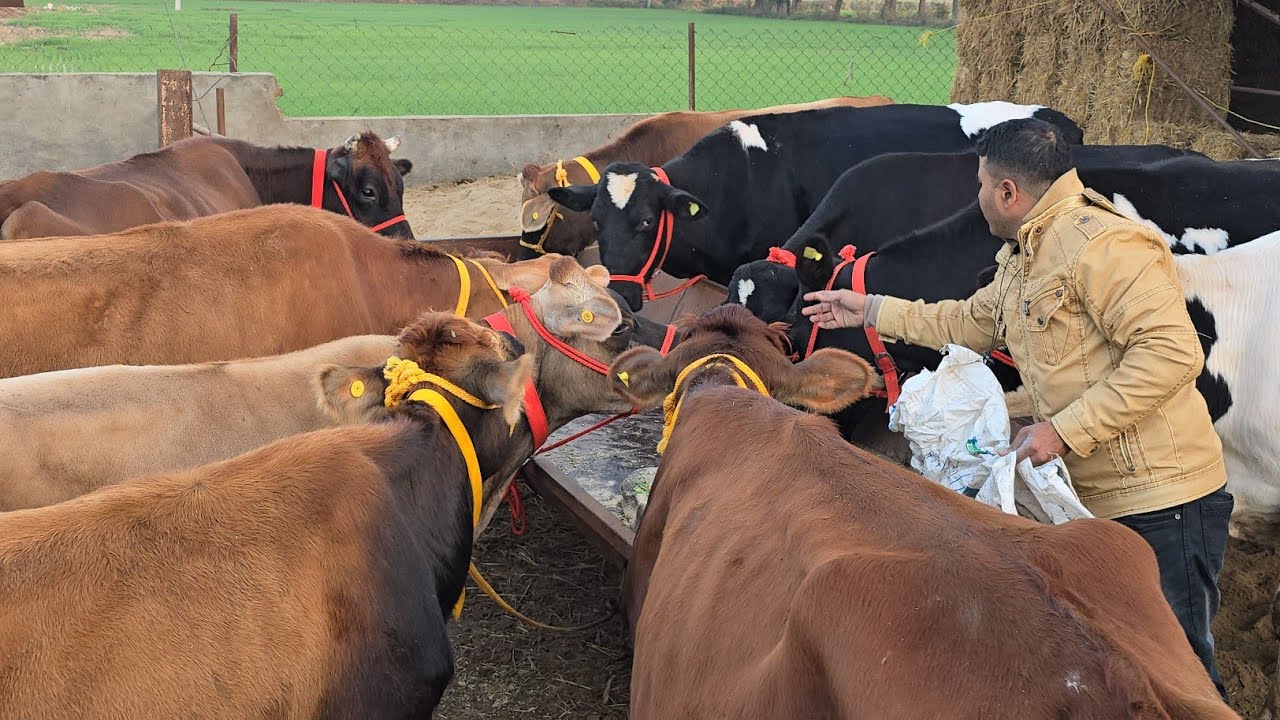 💢Karnatka ke kisan bhai🧑‍🌾 ne li 10 top 💯 Quality cows 🐄 @Sarbcheemadairy se