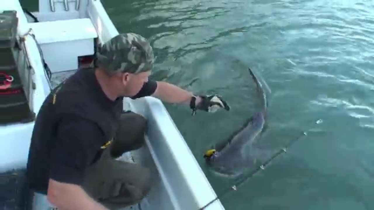 Mit Wobbler auf Wels - Live-Biss