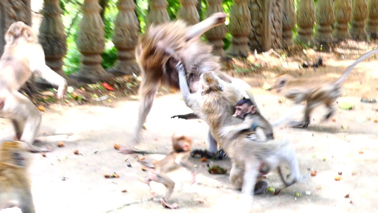 Poor Malida Mother Donates Her Hurt Again To Rescue Baby From Group Of Monkey
