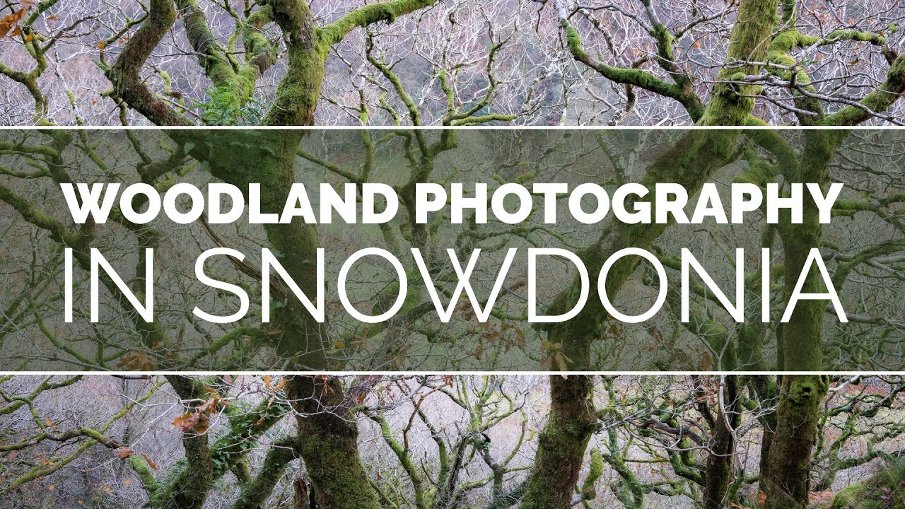Woodland Photography in Snowdonia, Wales