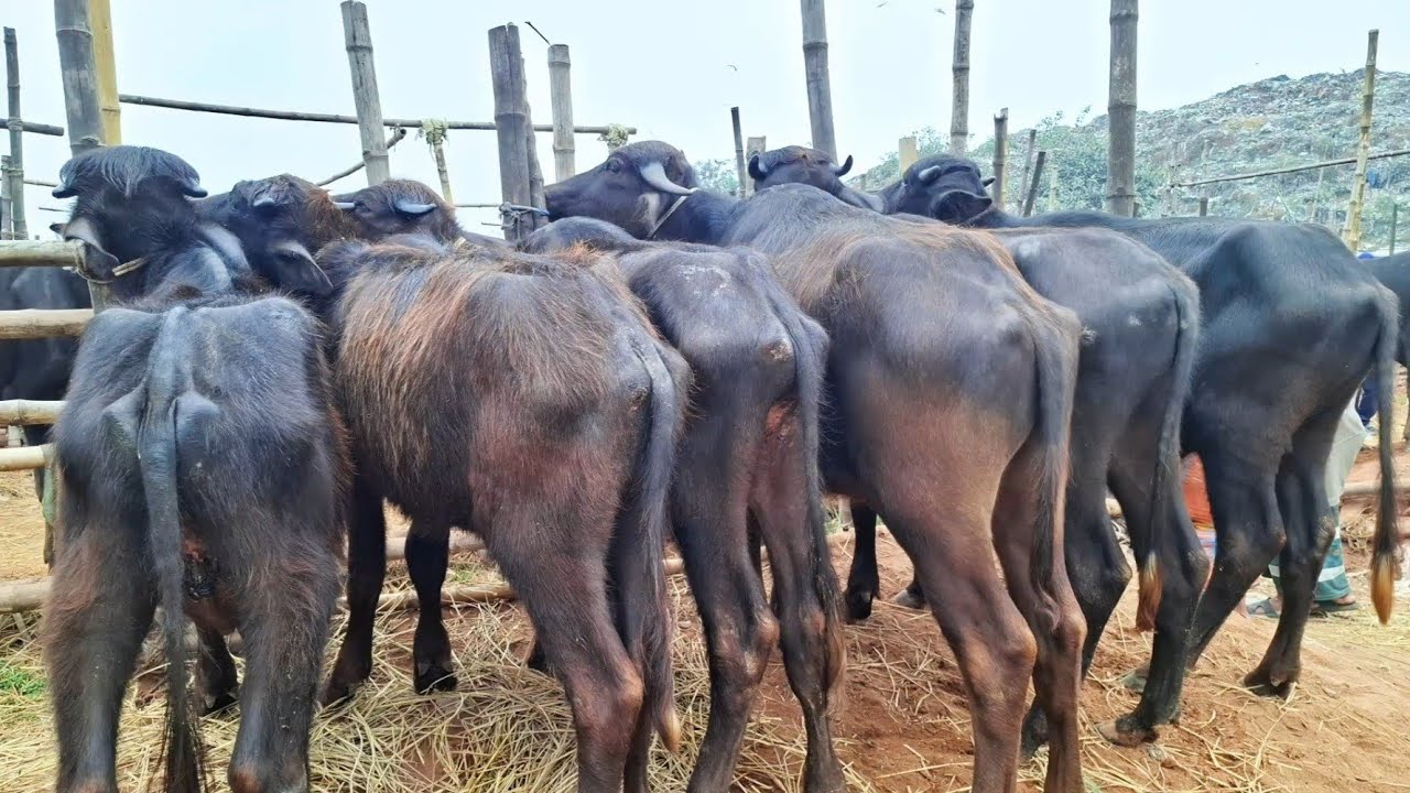 ১১/১/২৬/ জেল খাটা মহিষের চাহিদা দেখে সবাই অবাক, এখনই সুযোগ ক্রয় করার ডবল বডির বাচ্চা মহিষ।।