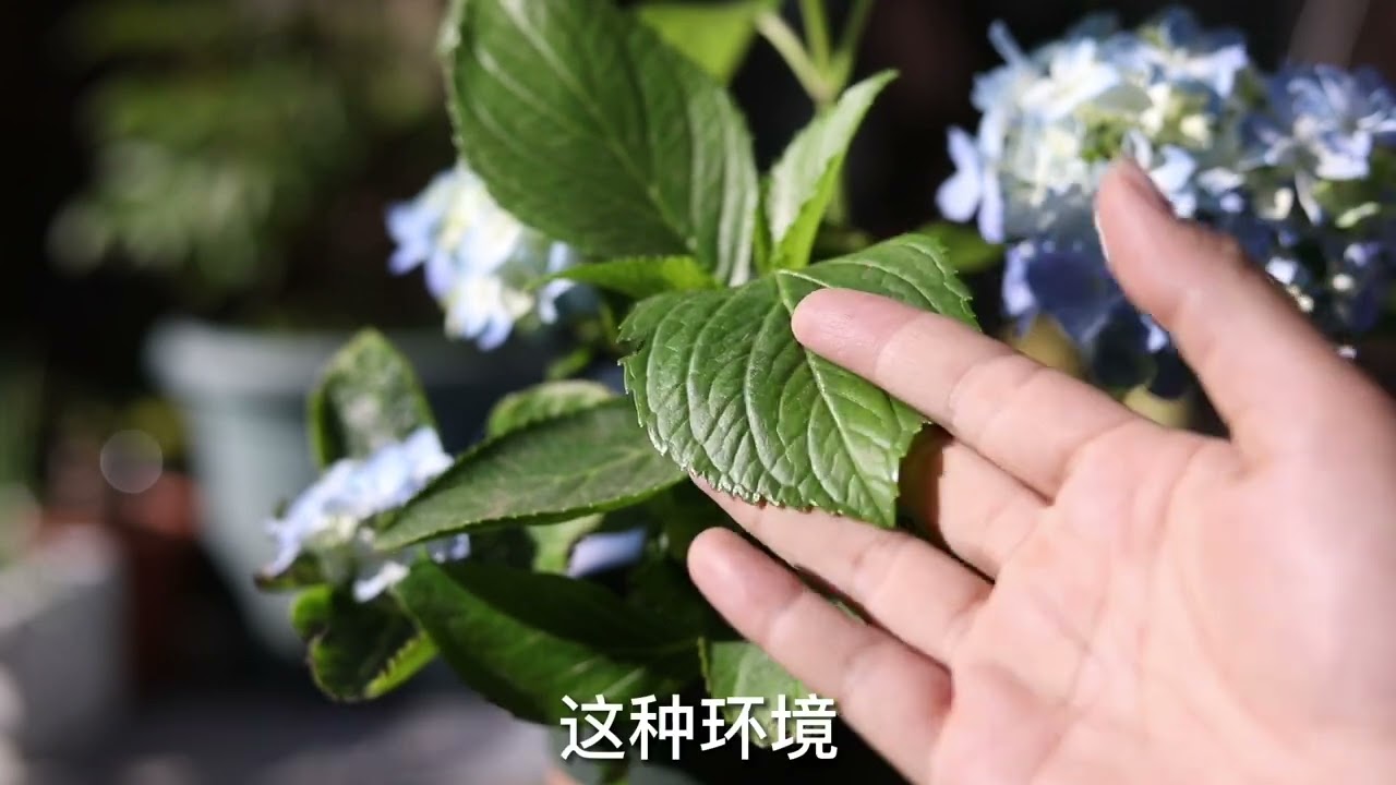 新手怎么养绣球花？园艺师教你，绣球花的详细养护技巧