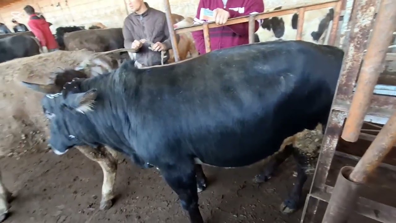 🐑🐃 Нарх арзон шуд ё не? Имрӯзкило баркаш дар сари тарозу!#Молбозор#НархиЧорво#ГовГусфанд#БозориИмруз
