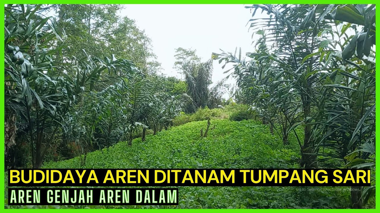 BUDIDAYA AREN GENJAH AREN DALAM DITANAM HOMOGEN DAN TUMPANG SARI DENGAN PALAWIJA@agrotvindonesia