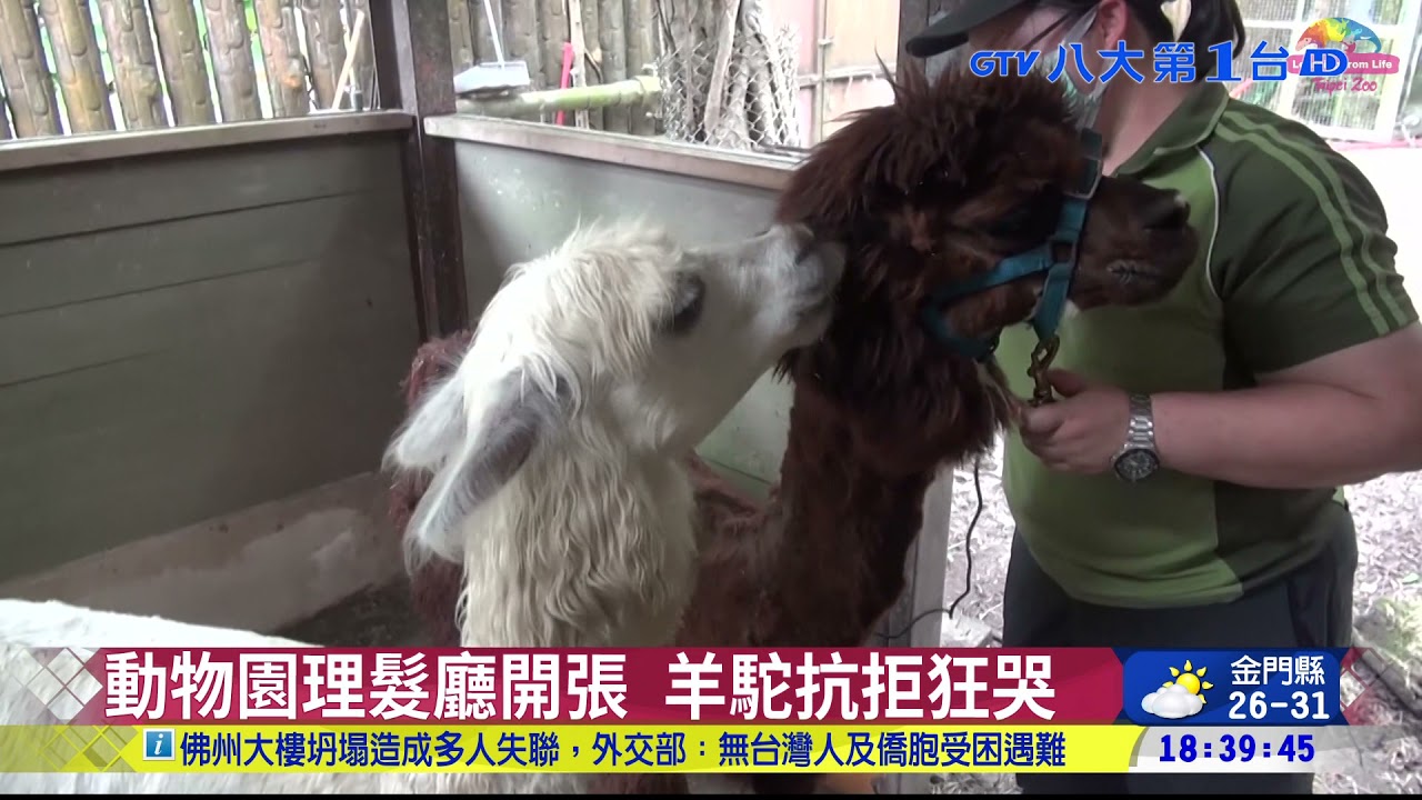 動物園理髮廳開張 羊駝抗拒狂哭 八大民生新聞 2021062517