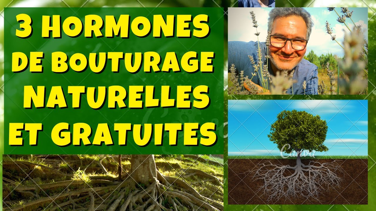 3 hormones de bouturage naturelles et gratuites