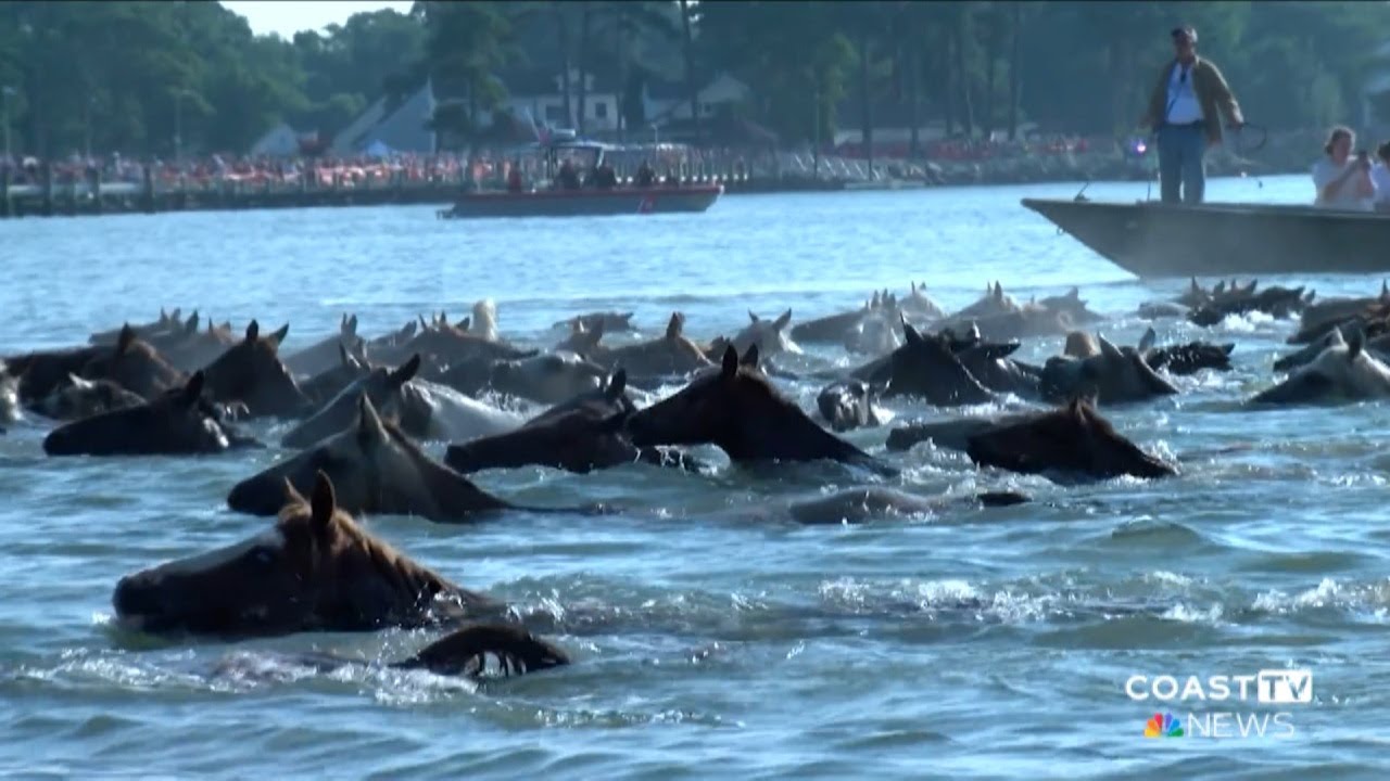 100th Chincoteague Pony Swim