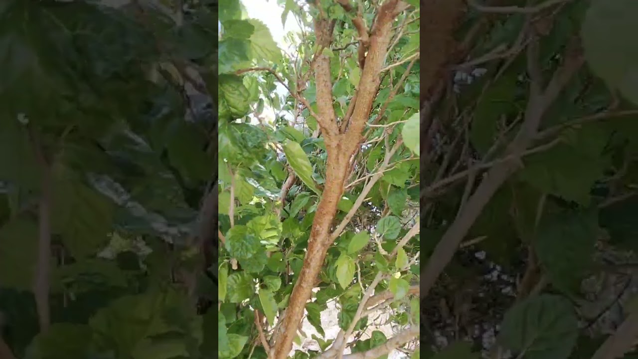 6 فدان للبيع بطاقه وحياه زراعيه للطلب والاستعلام@(01020305798)@