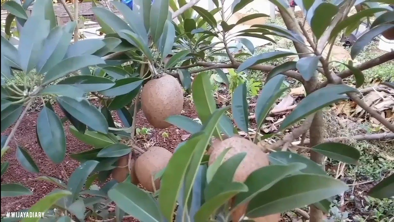 Episode 250 Sawo Jumbo Vietnam