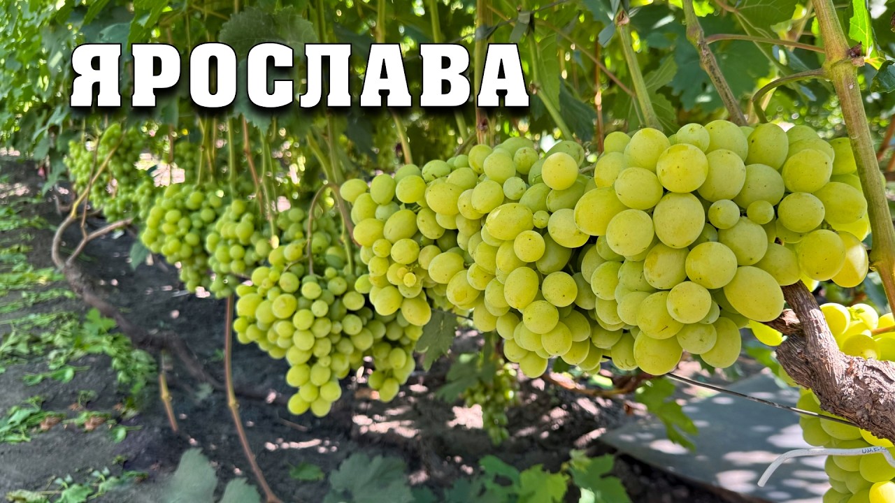 Ярослава - нова гібридна форма селекції Чулкова О.І.
