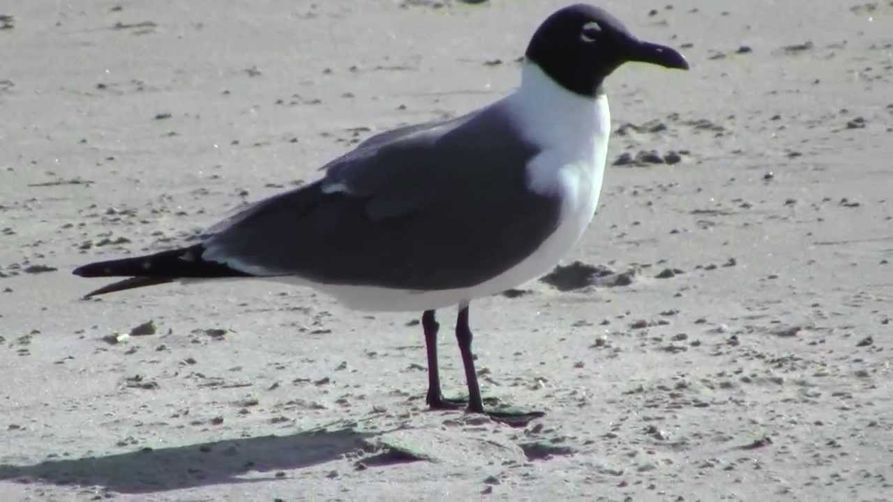 Laughing Gulls (Leucophaeus atricilla)