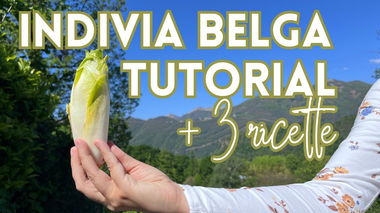 Come cucinare l’INDIVIA BELGA? 3 Ricette facili e gustose che adoro!
