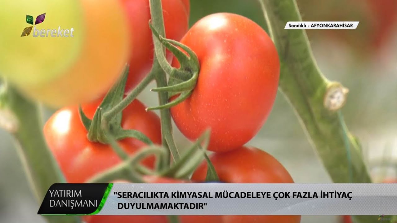 Yatırım Danışmanı - Modern Sera Yatırımları / 1.Bölüm