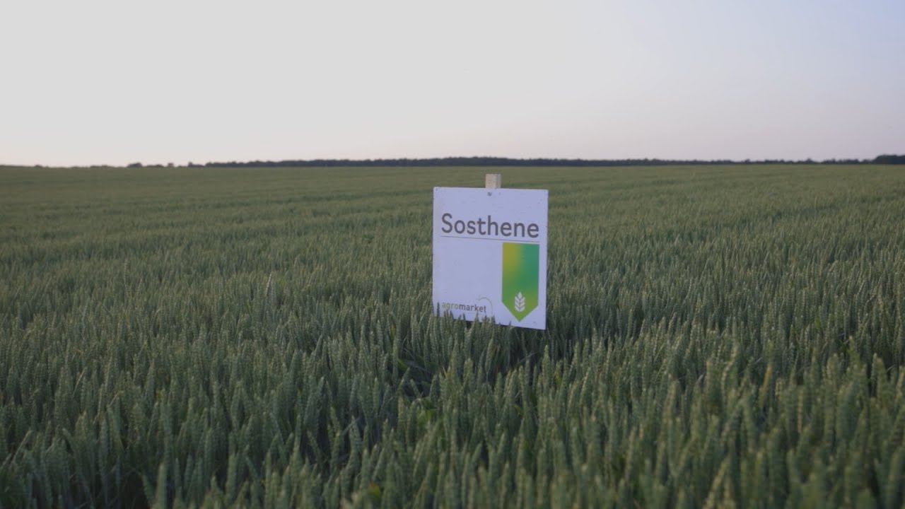 Agromarket sorte strnih žita - SOSTHENE I SOBRED 2023