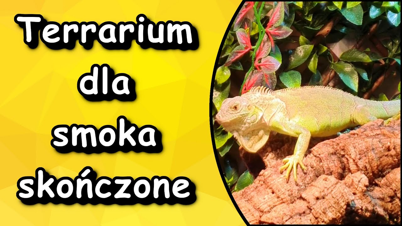 Terrarium dla Legwana Zielonego skończone czyli budowa terra na wesoło.