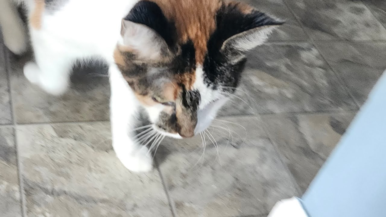 The Purr Machine