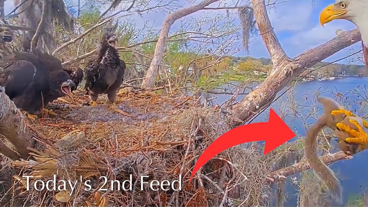 #390🦅Brutus🐥57° & Peanut🐥52°／Winter Park Eagle Nest 2026／Against All Odds:One-Eyed Mom／Wink💗Atlas