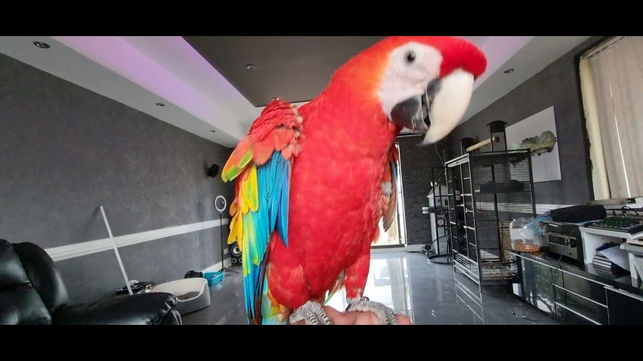 My Macaw Flying to me