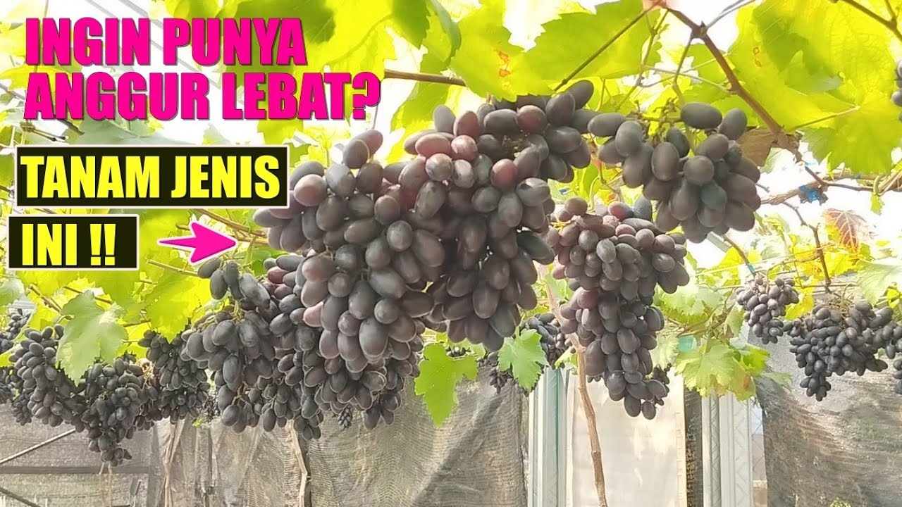 Review Anggur Gozv : Anggur Import Si Hitam Manis