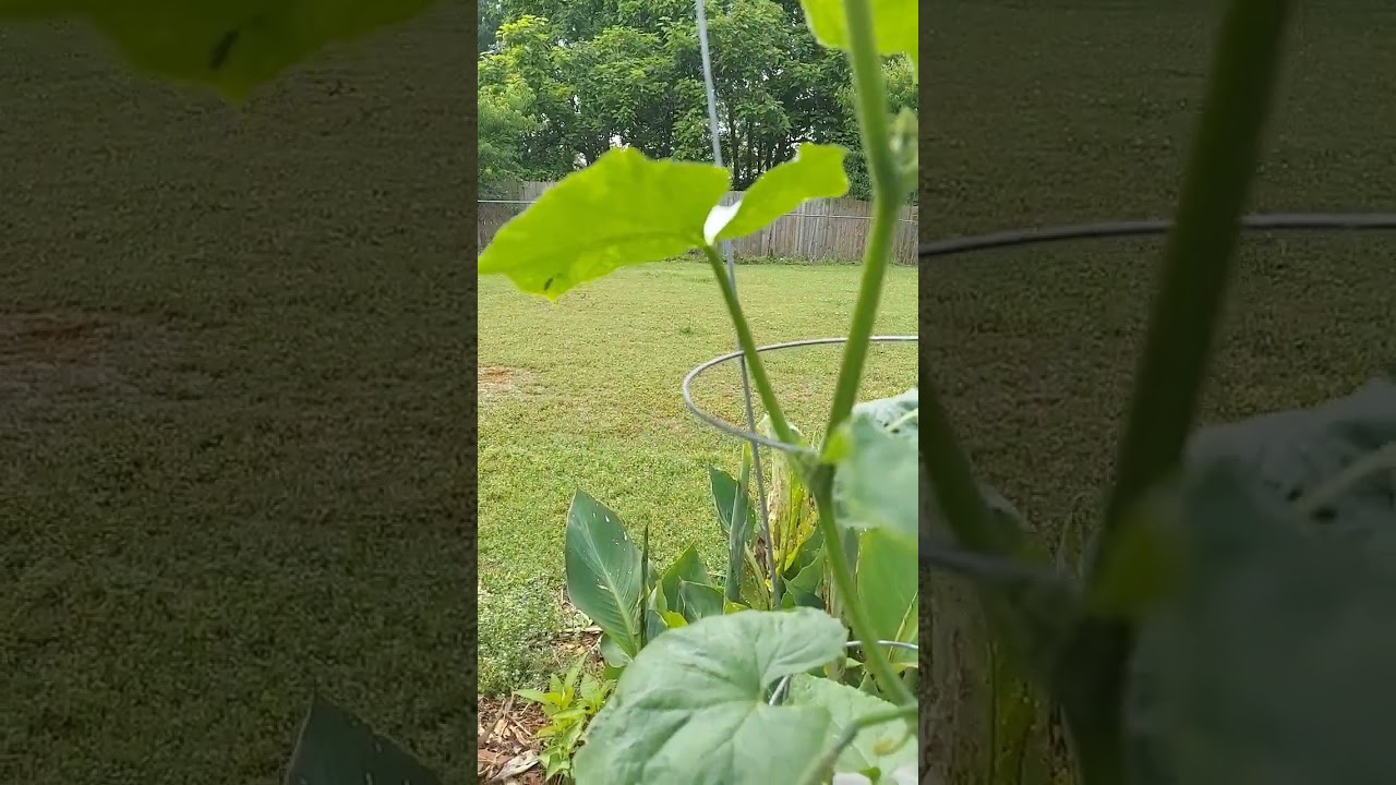 *China Jade* Cucumbers coming in! #containergardening #zone7b #backyardgardening  🥒