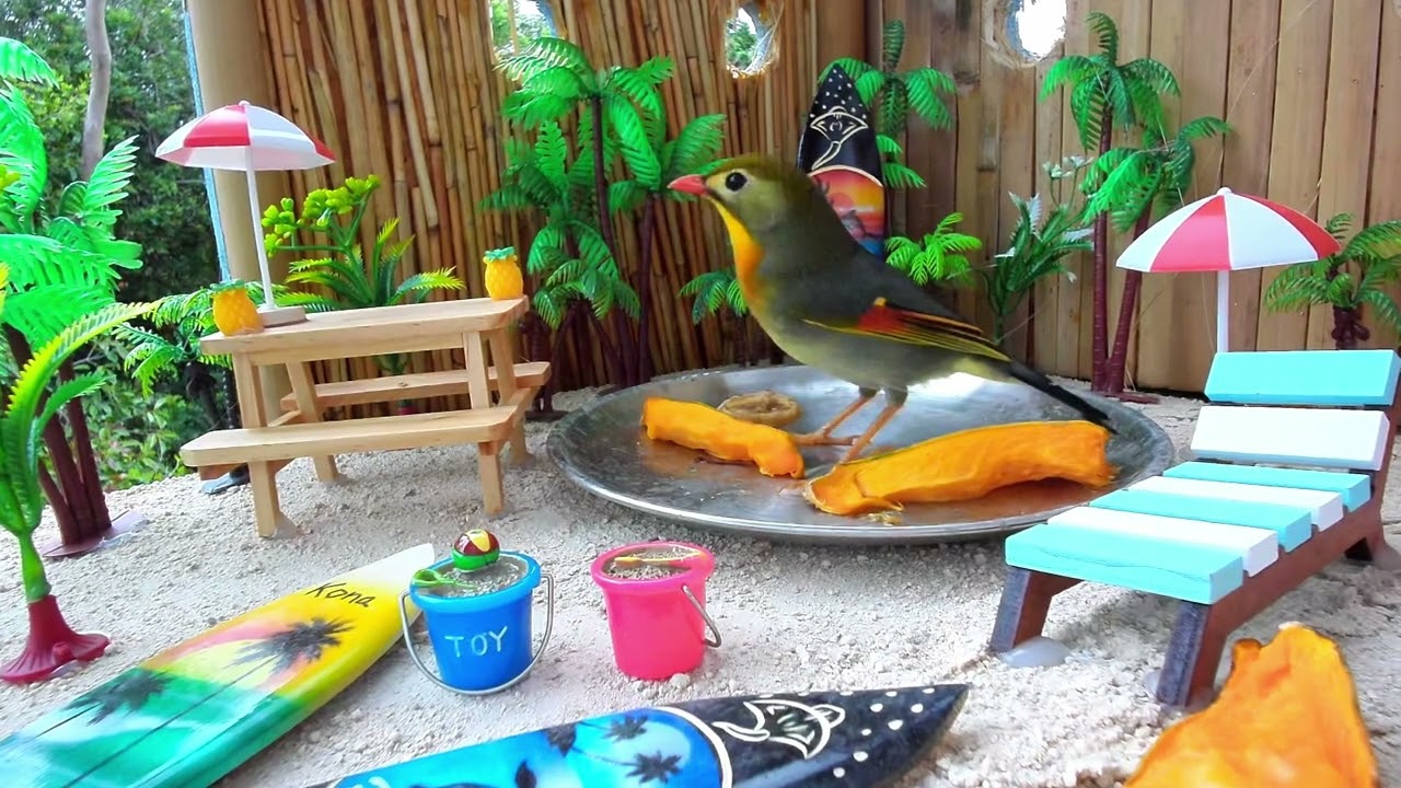 The Gecko Lounge Beach Day