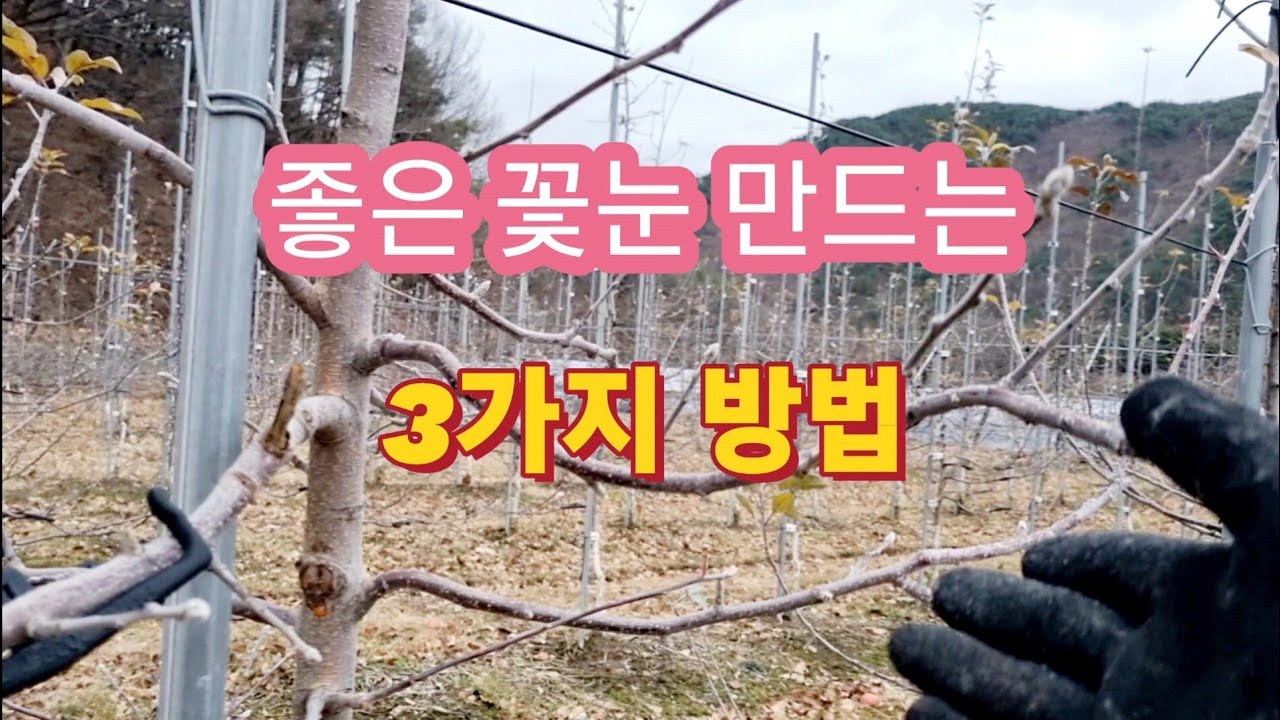 좋은 꽃눈을 만들기 위한 3가지 방법