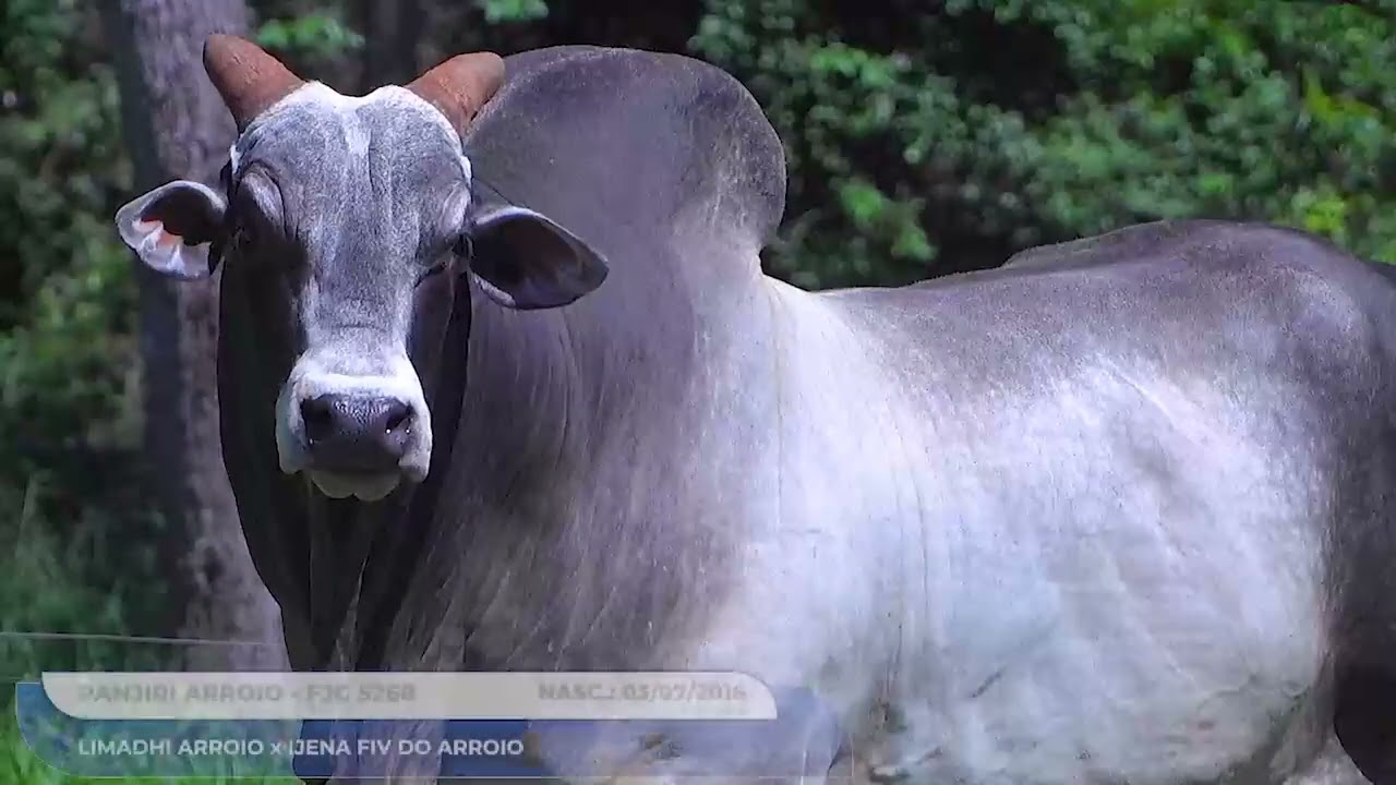 Touros com sêmen disponível a vendas