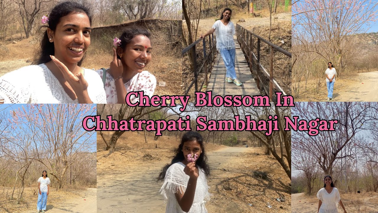 Cherry Blossom in Aurangabad | Beautiful Spring View in Chhatrapati Sambhajinagar 🌸