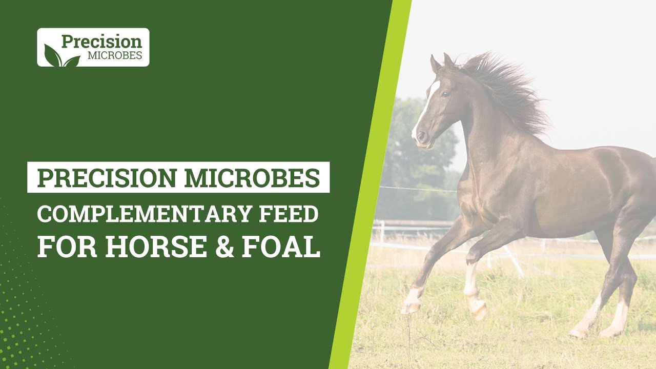 Precision Microbes for Horse & Foal