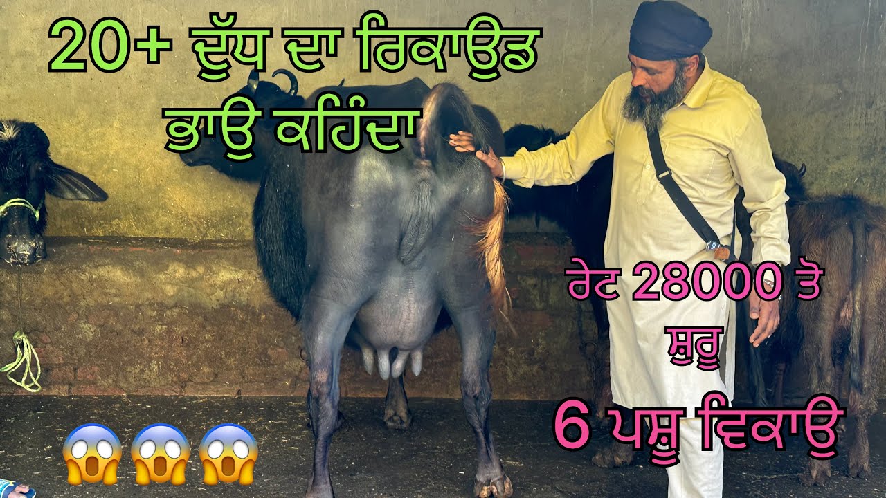 18 ਫ਼ਰਵਰੀ 2026 ਫੋਨ 📞 8699857375 ਭਾਉ ਲੱਖੇ ਕੋਲ 4 ਮੱਝਾਂ 2 ਕੱਟੀਆਂ ਵਿਕਾਉ ਰੇਟ 28000 ਤੋਂ ਸ਼ੁਰੂ 😱😱