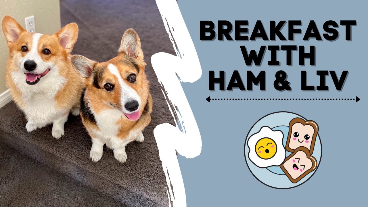 Hammy & Olivia Corgi Eat Breakfast! (LIVE)