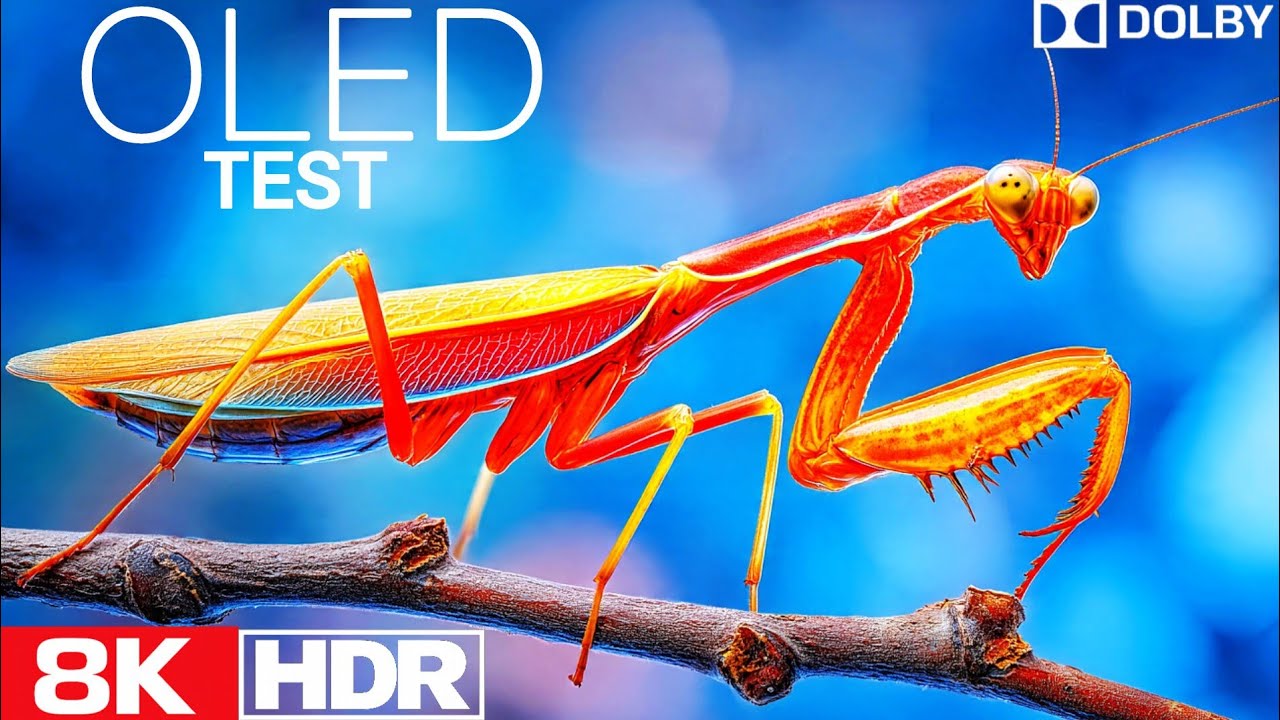 8K Ultra HD animal and bird video | OLED Demo | ASMR