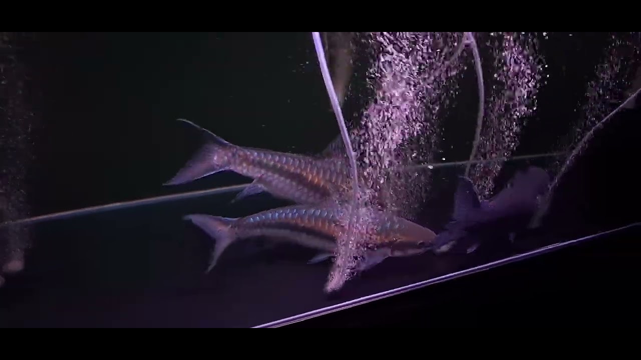 Cá mị nương ngọc lam Stra ( Stra Blue Mahseer )  Neolissochilus Stracheyi. Ken Nhi Shop. 