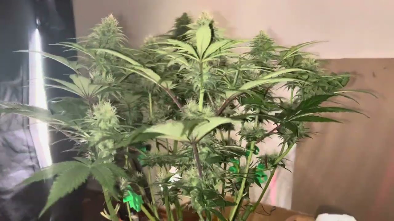 Malawi x Pakistan Chitral Kush by Ace Seeds Day F29/30