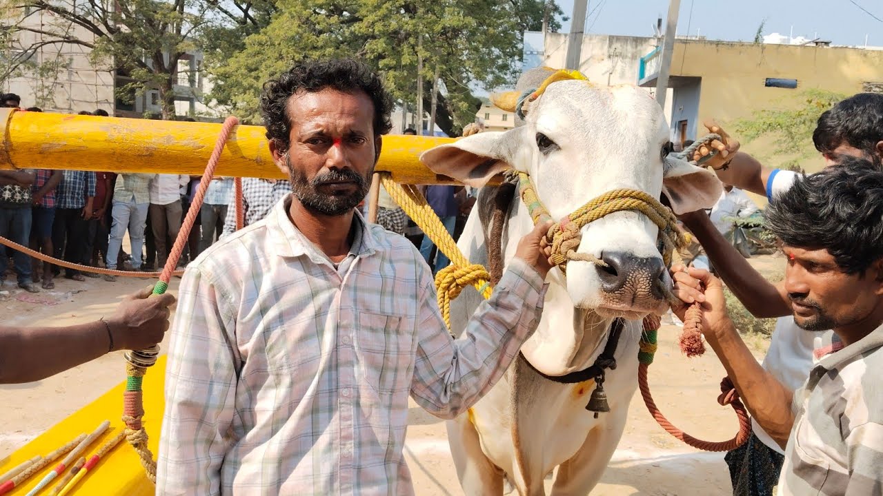 🚩15/2/26అనిమెల ఓల్డ్ కేటగిరి 13జత బొగ్గుల తన్మయి రెడ్డి గారు సరస్వతి పేట