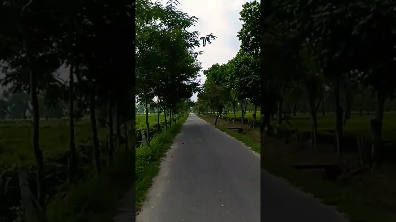 Tea garden_Dibru darrang tea estate