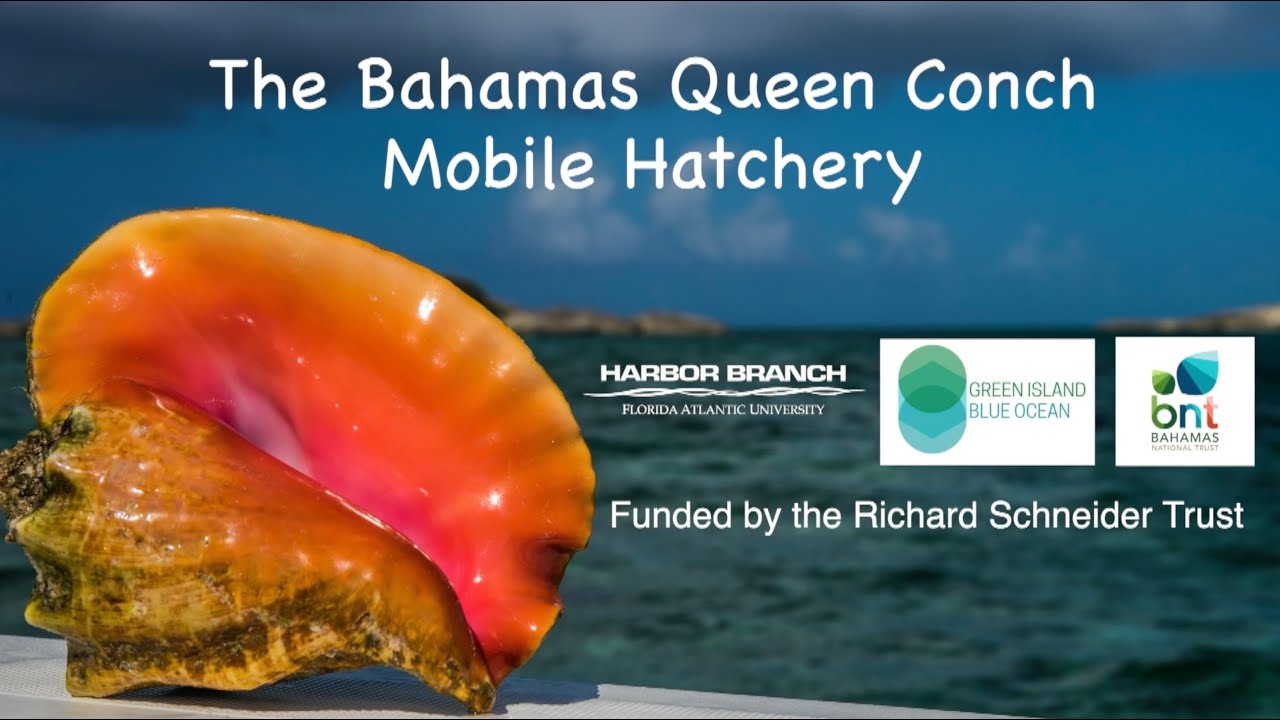 The very first Mobile Queen Conch Laboratory 01 26 23