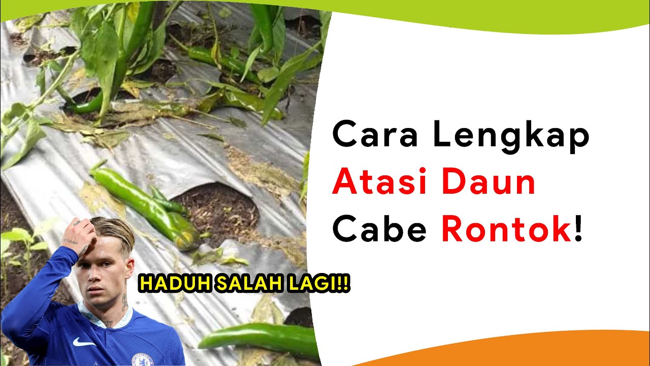 Cara Mengatasi Daun Cabe Rontok! Lengkap Penyebab + Pemulihan