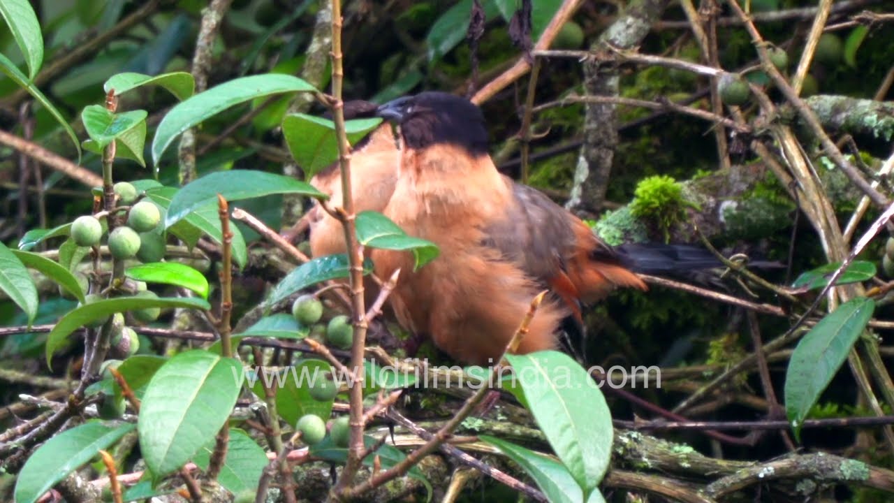 A beautiful pair of Rufous Sibias is seen perched gracefully in the temperate Himalayan forest.
