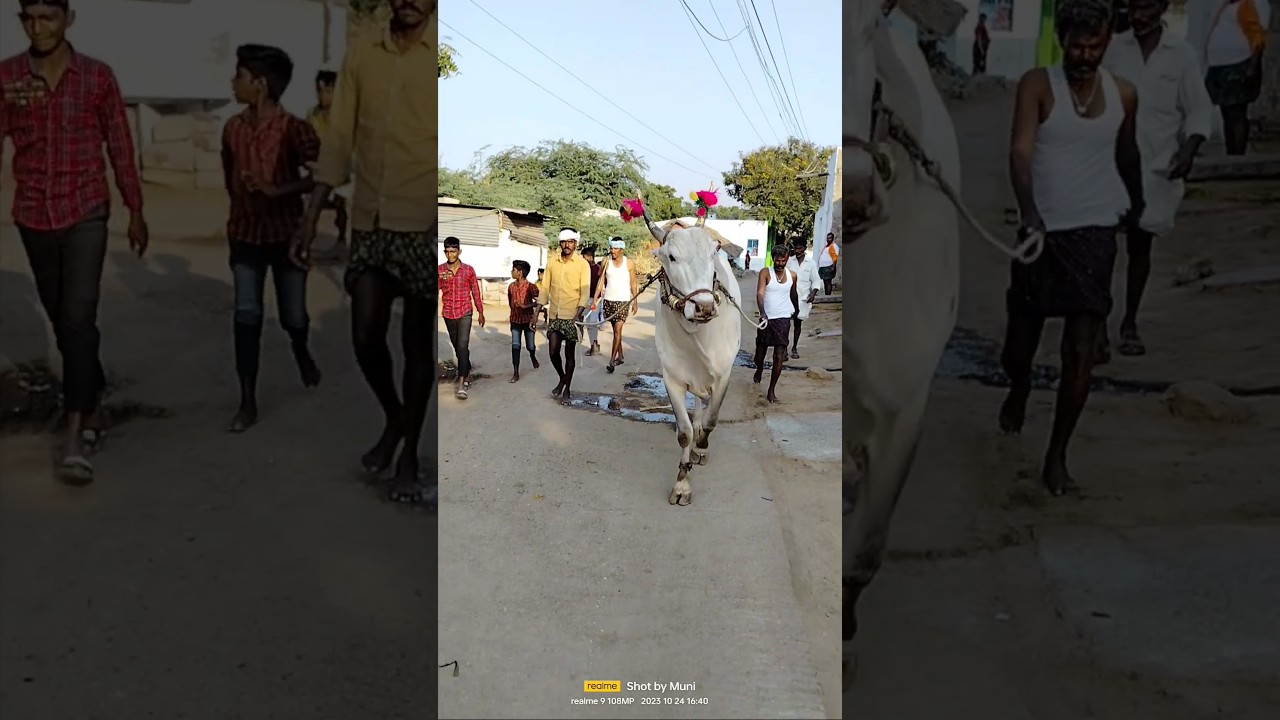 ardhageri Suresh khillari bulls training