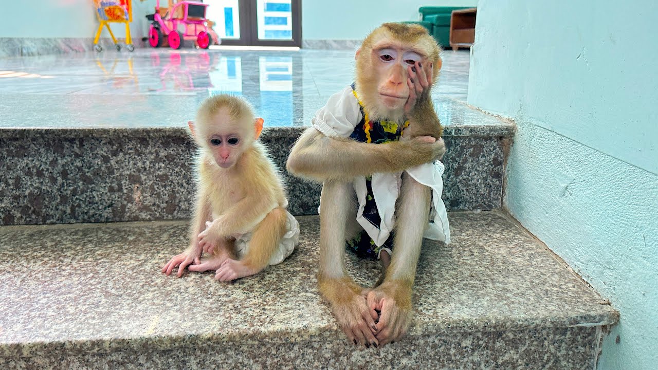 Monkey Kaka carried baby monkey Mit to the stairs to wait for mom