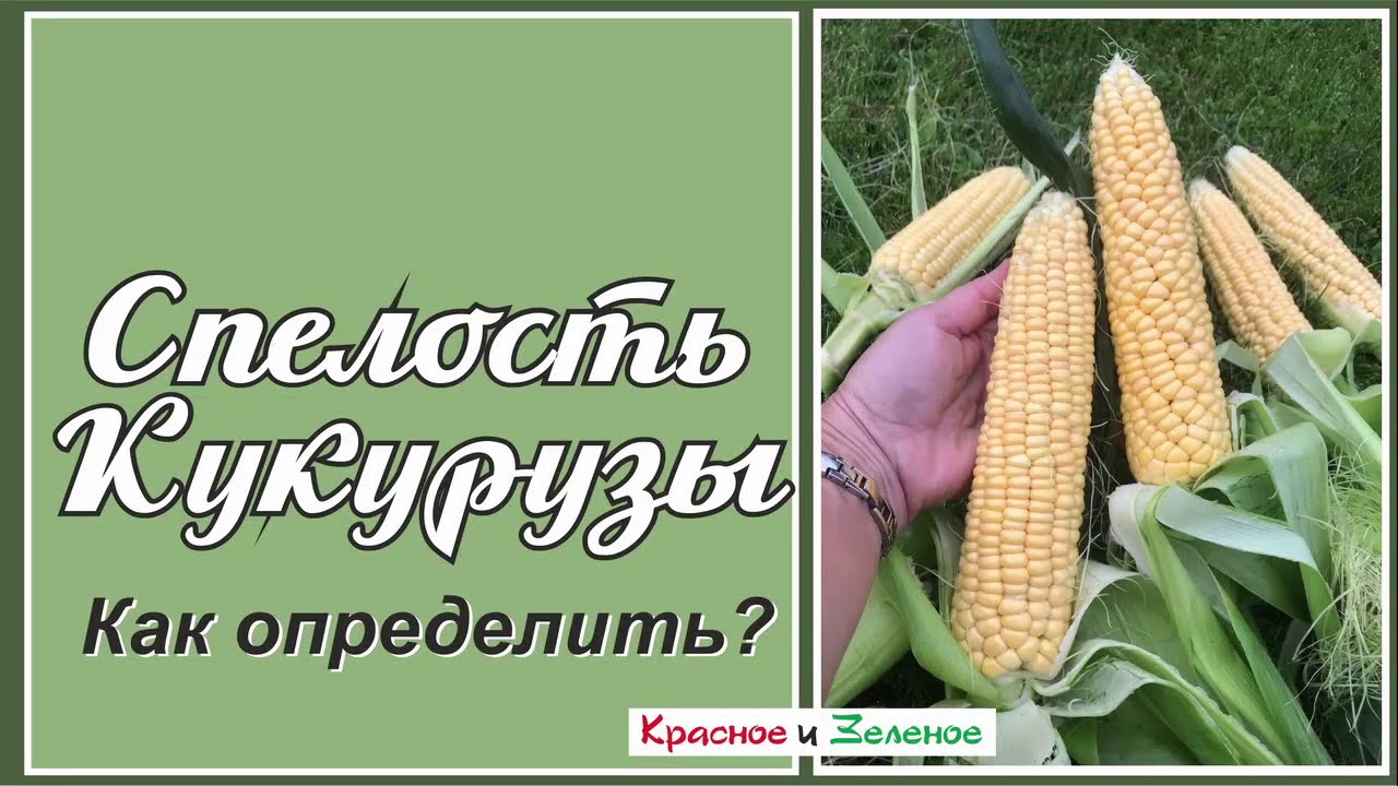 Как определить спелость кукурузы, когда убирать урожай