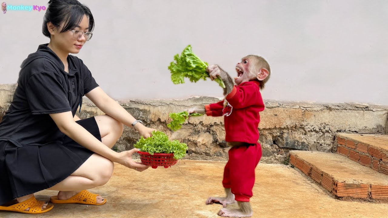 Unbelievable! Monkey Kyo is incredibly smart – Helps Dad with everything!