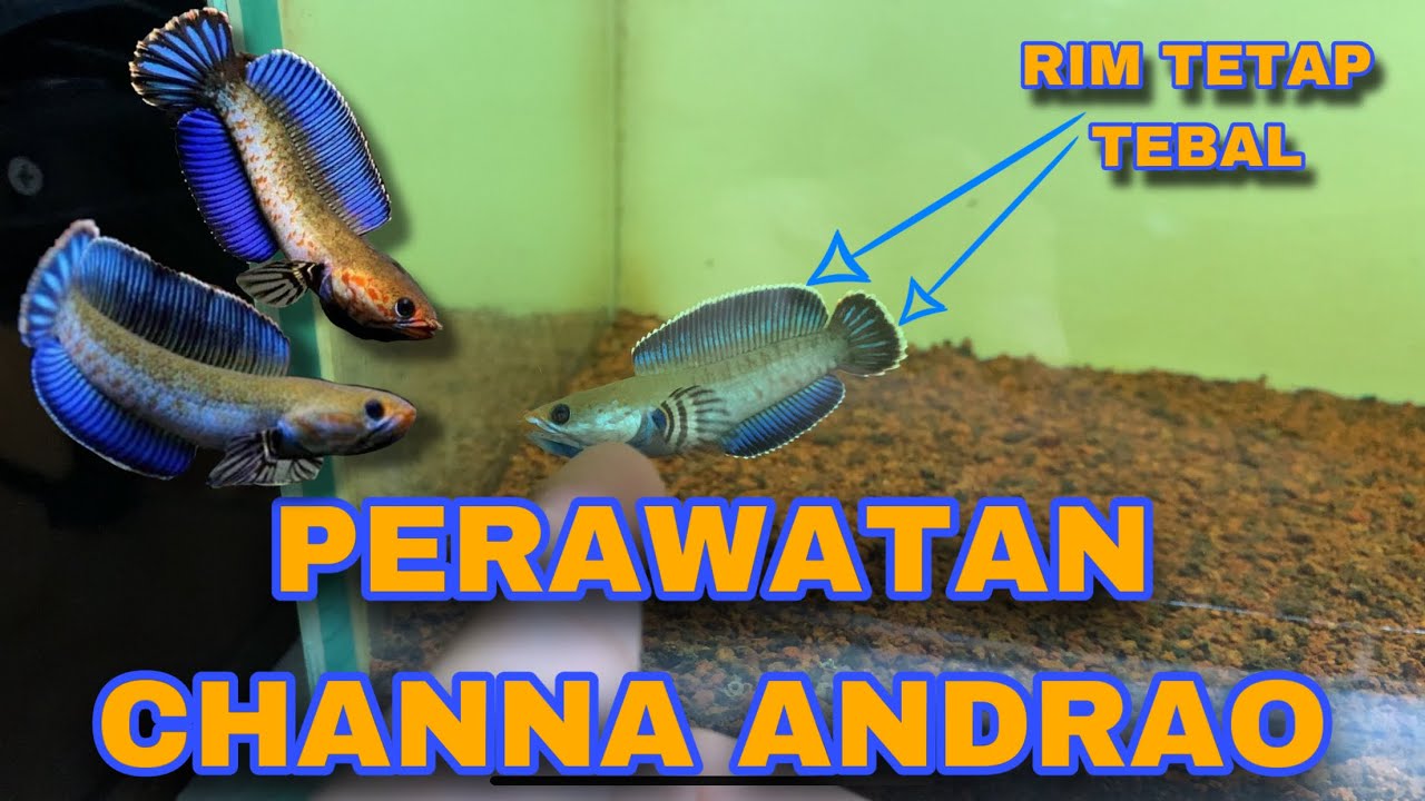 CARA PERAWATAN CHANNA ANDRAO ‼️ CARA MEMPERTAHANKAN RIM ANDRAO‼️